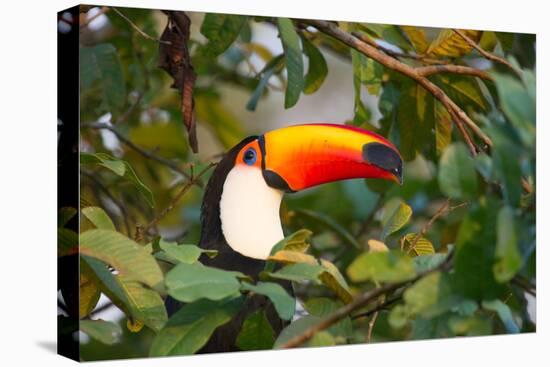 A Toco Toucan Perches in a Tree Near Iguazu Falls at Sunset-Alex Saberi-Premier Image Canvas