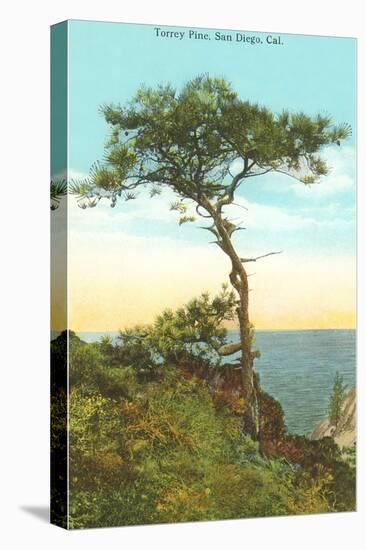 A Torrey Pine, San Diego, California-null-Stretched Canvas