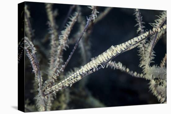 A Tozeuma Shrimp Blends into its Reef Surroundings-Stocktrek Images-Premier Image Canvas
