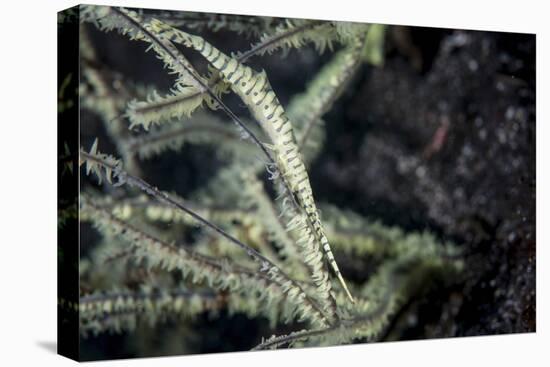 A Tozeuma Shrimp Blends into its Reef Surroundings-Stocktrek Images-Premier Image Canvas