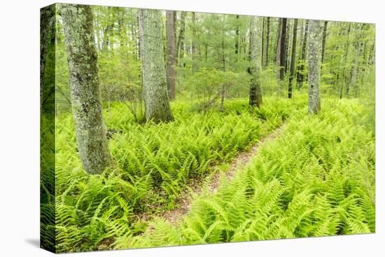 A Trail Creates a Path Through Ferns in the Forest at the Striar Conservancy, Massachusetts-Jerry and Marcy Monkman-Premier Image Canvas