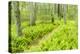 A Trail Creates a Path Through Ferns in the Forest at the Striar Conservancy, Massachusetts-Jerry and Marcy Monkman-Premier Image Canvas