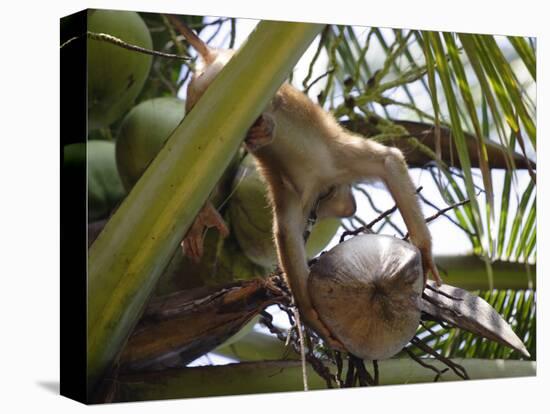 A Trained Monkey Picks Coconuts on Koh Samui, Thailand, Southeast Asia-Andrew Mcconnell-Premier Image Canvas