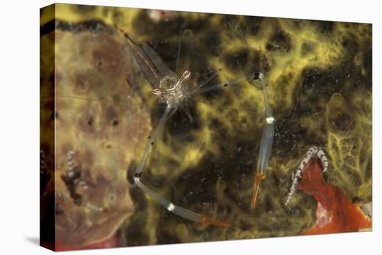 A Translucent Cuapetes Commensal Shrimp with Orange Claws-Stocktrek Images-Premier Image Canvas