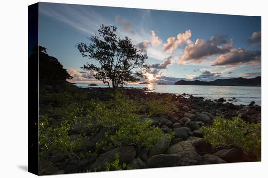 A Tree and Foliage on Rock on Baleia Beach at Sunset-Alex Saberi-Premier Image Canvas