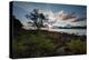 A Tree and Foliage on Rock on Baleia Beach at Sunset-Alex Saberi-Premier Image Canvas