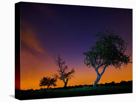 A Tree at Night with an Orange and Purple Sky-Alex Saberi-Premier Image Canvas