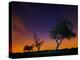 A Tree at Night with an Orange and Purple Sky-Alex Saberi-Premier Image Canvas