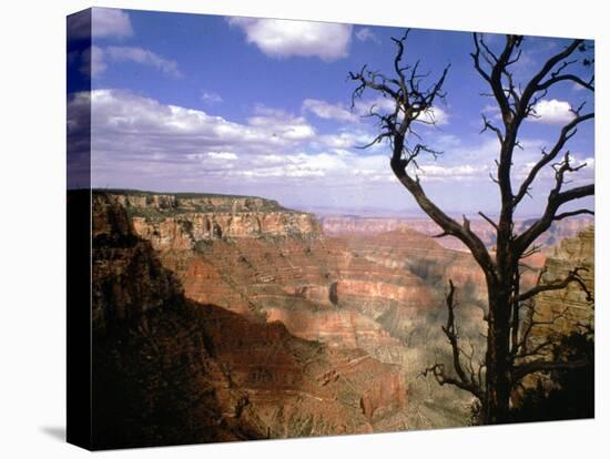 A Tree Frames a Spectacular View of Arizona's Grand Canyon-null-Premier Image Canvas