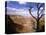 A Tree Frames a Spectacular View of Arizona's Grand Canyon-null-Premier Image Canvas