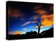 A Tree in Richmond Park at Night with Fast Moving Clouds-Alex Saberi-Premier Image Canvas