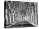 A Tree-Lined Road, Languedoc-Roussillon, France-Nadia Isakova-Premier Image Canvas