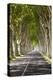 A Tree-Lined Road, Languedoc-Roussillon, France-Nadia Isakova-Premier Image Canvas