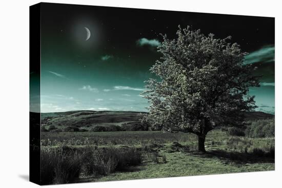 A Tree under a Night Sky-Mark Gemmell-Premier Image Canvas