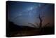 A Tree under a Starry Sky, with the Milky Way in the Namib Desert, Namibia-Alex Saberi-Premier Image Canvas