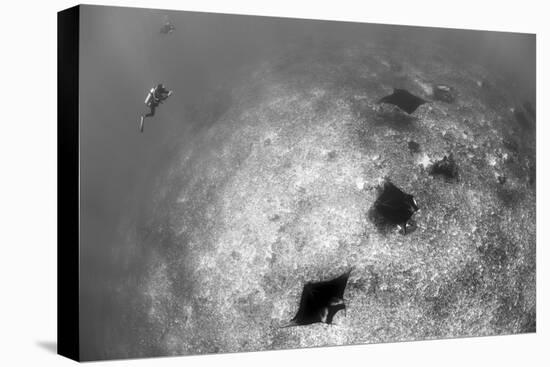 A Trio of Reef Manta Rays Swimming Above a Reef Top-Stocktrek Images-Premier Image Canvas