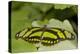 A Tropical Butterfly Perching on a Leaf-Joe Petersburger-Premier Image Canvas