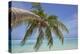 A tropical island beachside coconut palm, Gaafu Dhaalu atoll, in the far south of The Maldives-Nigel Hicks-Premier Image Canvas