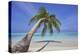 A tropical island beachside coconut palm, Gaafu Dhaalu atoll, in the far south of The Maldives-Nigel Hicks-Premier Image Canvas