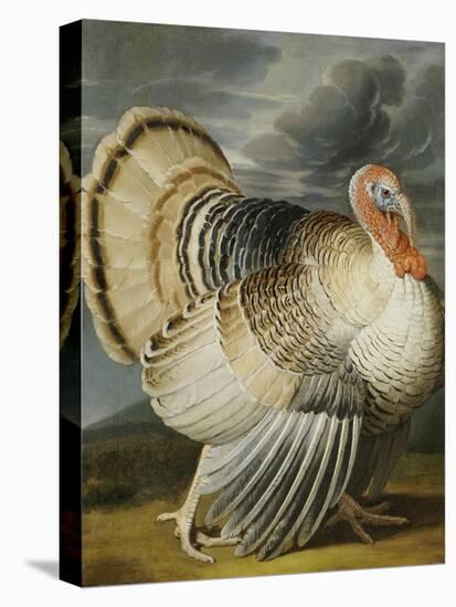 A Turkey in a Landsape-Peter Wenceslaus-Premier Image Canvas