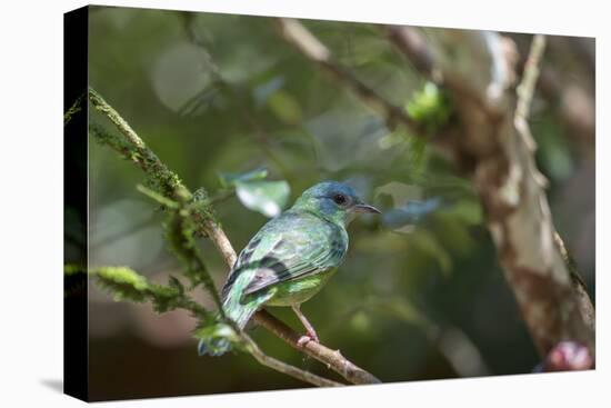 A Turquoise Honeycreeper Bird on a Branch in Ubatuba, Brazil-Alex Saberi-Premier Image Canvas