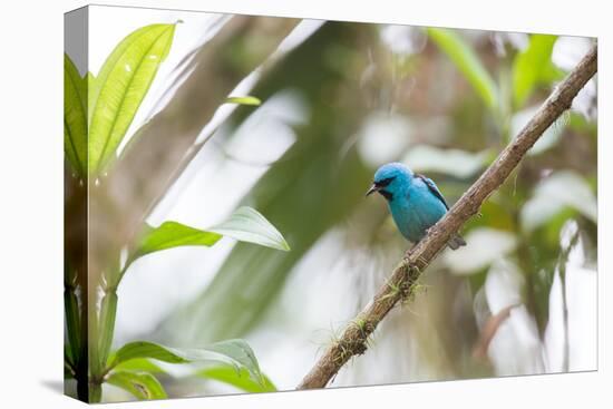 A Turquoise Honeycreeper, Dacnis Cayana, in a Tree in Ubatuba-Alex Saberi-Premier Image Canvas