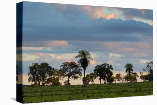 A Typical Farm Scene in Bonito with Cerrado Vegetation, Brazil-Alex Saberi-Premier Image Canvas