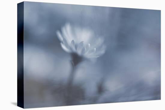 a vague feeling-Heidi Westum-Premier Image Canvas