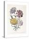 A Variety of Carnations-Jane W^ Loudon-Premier Image Canvas