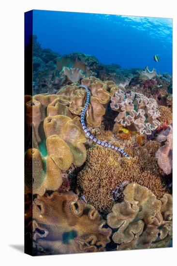 A venomous Banded sea krait swimming over a coral reef-David Fleetham-Premier Image Canvas