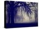 A Very Foggy Day in the Park-graphicphoto-Premier Image Canvas