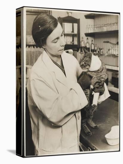 A Veterinary Surgeon Holding a Cat at the Cat's Hospital, Hampstead, London-null-Premier Image Canvas
