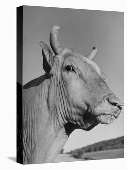 A View of a Bull on a Farm-null-Premier Image Canvas