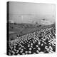 A View of Ships in the Water Near the Stadium During an Annapolis Naval Academy Football Game-David Scherman-Premier Image Canvas