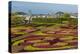 A View of the Botanical Gardens-Michael Nolan-Premier Image Canvas