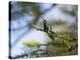 A Violet-Capped Wood Nymph Calls Out on a Branch in Ubatuba, Brazil-Alex Saberi-Premier Image Canvas