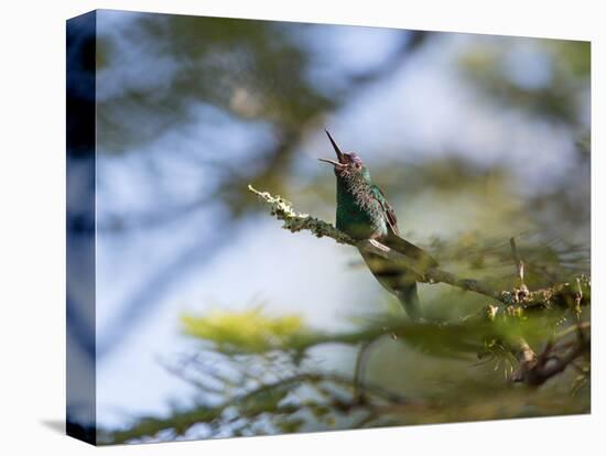 A Violet-Capped Wood Nymph Calls Out on a Branch in Ubatuba, Brazil-Alex Saberi-Premier Image Canvas