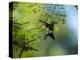 A Violet-Capped Wood Nymph Rests on a Branch in Ubatuba, Brazil-Alex Saberi-Premier Image Canvas