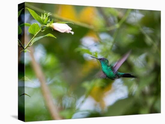 A Violet-Capped Wood Nymph, Thalurania Glaucopis, Feeding and Flying in Ubatuba, Brazil-Alex Saberi-Premier Image Canvas