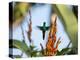 A Violet-Capped Woodnymph Feeding Mid Flight in the Atlantic Rainforest-Alex Saberi-Premier Image Canvas