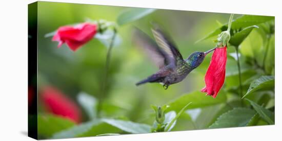 A Violet-Capped Woodnymph Feeds from a Flower in the Atlantic Rainforest-Alex Saberi-Premier Image Canvas