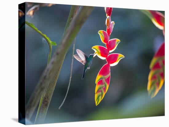 A Violet-Capped Woodnymph Hummingbird Feeds on Heliconia Rostratas in Ubatuba, Brazil-Alex Saberi-Premier Image Canvas