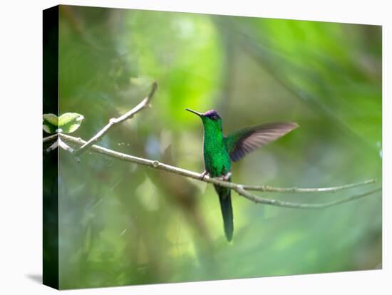 A Violet-Capped Woodnymph Hummingbird Stretches its Wings in a Tropical Jungle Clearing in Ubatuba-Alex Saberi-Premier Image Canvas