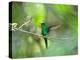 A Violet-Capped Woodnymph Hummingbird Stretches its Wings in a Tropical Jungle Clearing in Ubatuba-Alex Saberi-Premier Image Canvas