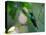 A Violet-Capped Woodnymph Perching on Twig in Atlantic Rainforest, Brazil-Alex Saberi-Premier Image Canvas