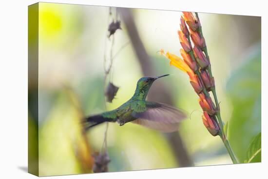 A Violet-Capped Woodnymph, Thalurania Glaucopis, Feeding Mid Flight-Alex Saberi-Premier Image Canvas