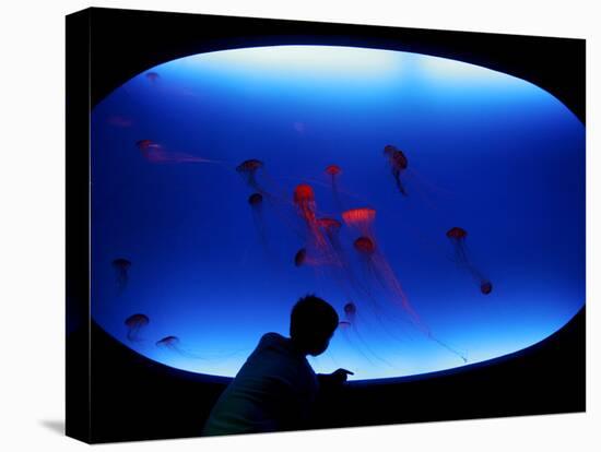 A Visitor Looks at the Jellyfish Called Brown Sea Nettle-null-Premier Image Canvas