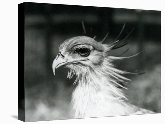 A Vulnerable Secretary Bird or Secretarybird, at London Zoo in 1928 (B/W Photo)-Frederick William Bond-Premier Image Canvas