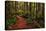 A Walk in the Woods II-Danny Head-Premier Image Canvas