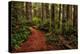 A Walk in the Woods II-Danny Head-Premier Image Canvas